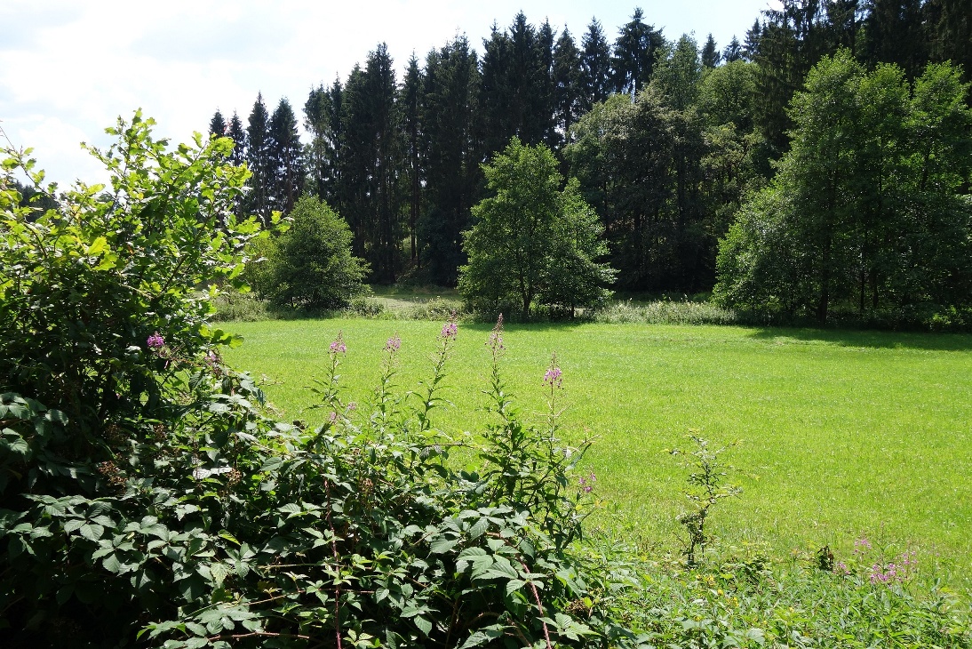 Saftig grüne Wiesen am Wegesrand