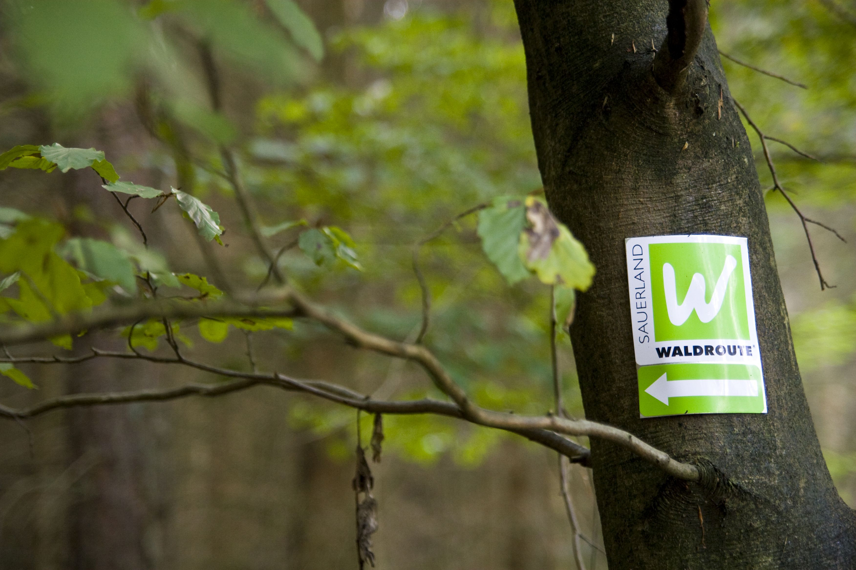 Sauerland-Waldroute: Weißes W auf grünem Grund